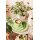 Seltmann Weiden Liberty Pure Colors Teeuntertasse ø 13 cm 6er Set - Lime Green