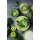 Seltmann Weiden Liberty Pure Colors Teeuntertasse ø 13 cm 6er Set - Lime Green