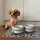 Personalisiertes Hunde-Napfset Taro mit XL Unterlage