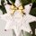 Villeroy & Boch Christmas Classics Ornament Stern 2026 6er Set